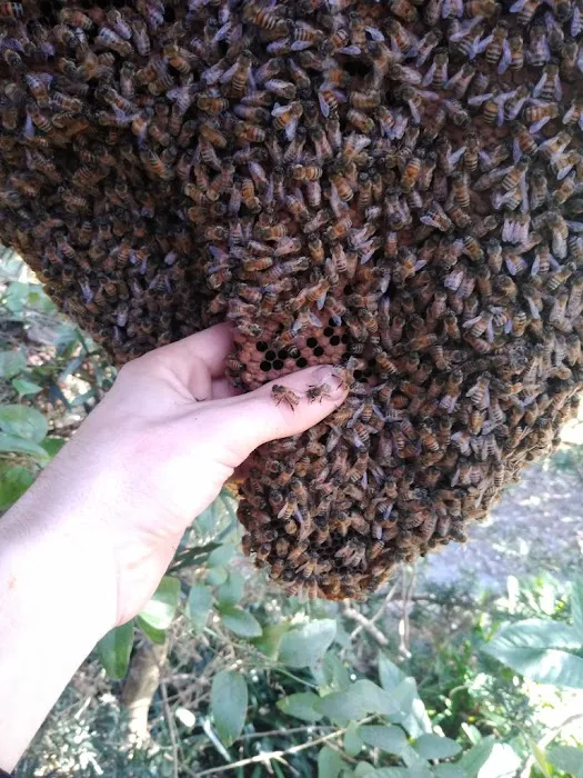 If Bees Could Talk Picture 3