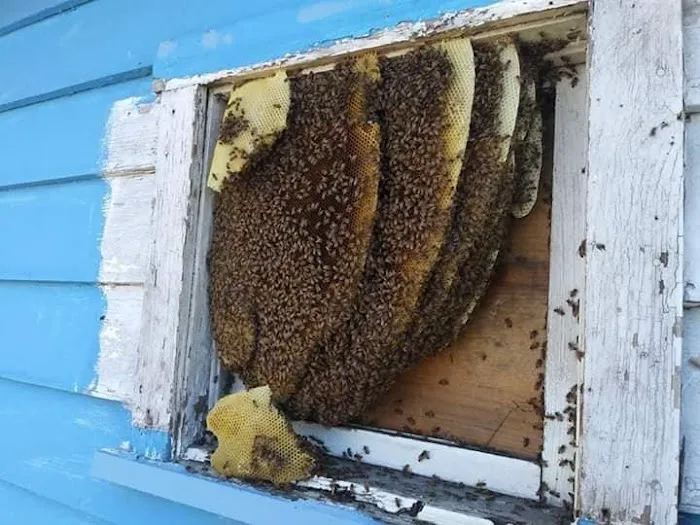 If Bees Could Talk Picture 4