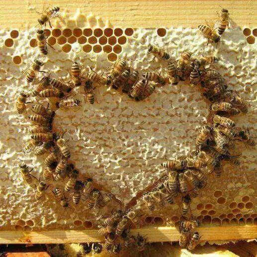 If Bees Could Talk Picture 1