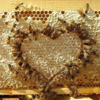 If Bees Could Talk ico