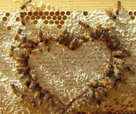 If Bees Could Talk