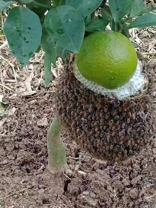 If Bees Could Talk Picture 5