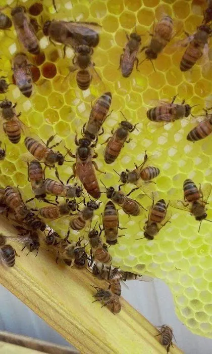 If Bees Could Talk Picture 9