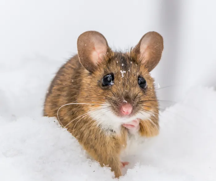 Modern Pest Services Picture 3
