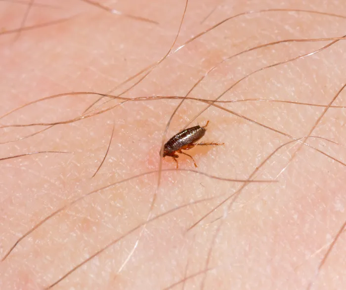 Modern Pest Services Picture 6
