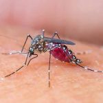 Green Thumb Lawn Services