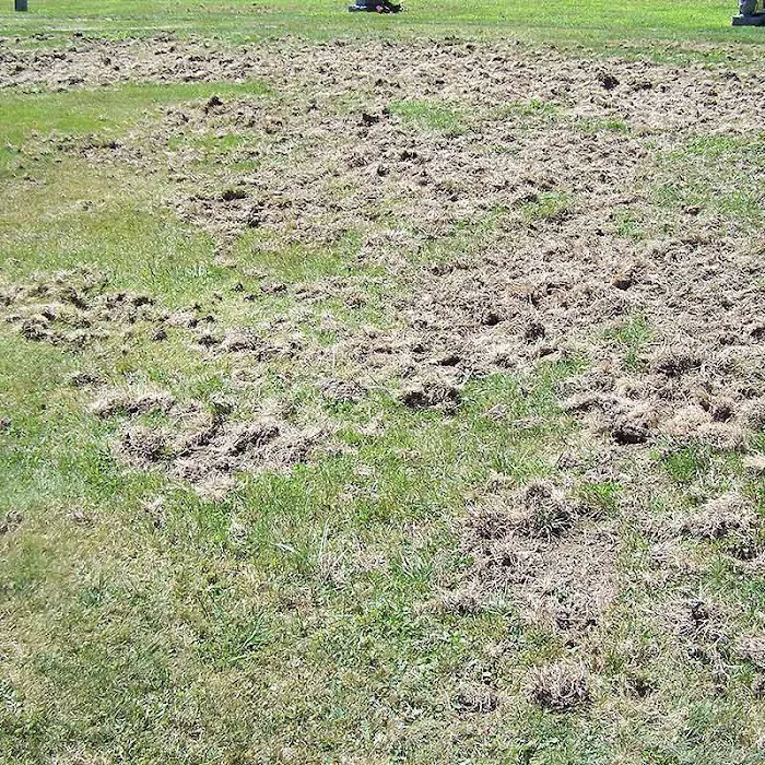 Green Thumb Lawn Services Picture 5
