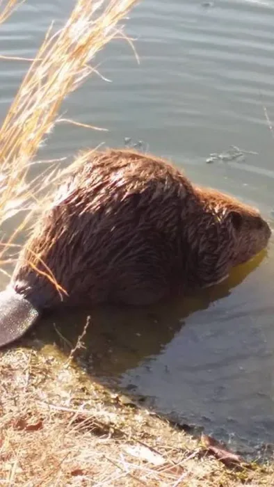 Beaver County Wildlife Removal Picture 5