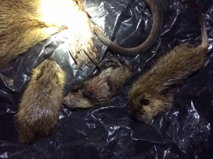 Beaver County Wildlife Removal Picture 3