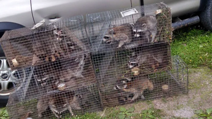 Beaver County Wildlife Removal Picture 9
