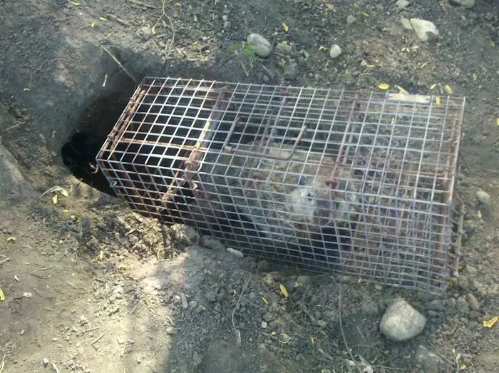 Beaver County Wildlife Removal Picture 10