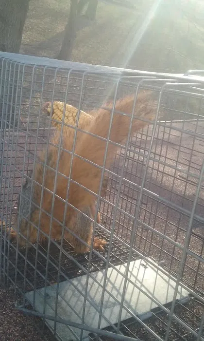 Beaver County Wildlife Removal Picture 8