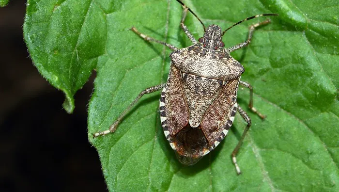 Pest Elimination Picture 1