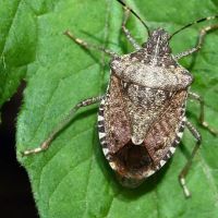 Pest Elimination ico