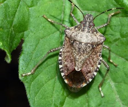 Pest Elimination