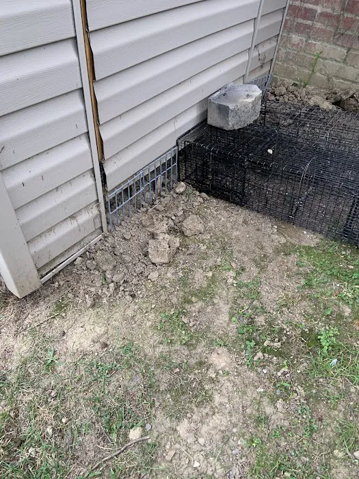 Pest Elimination Picture 4