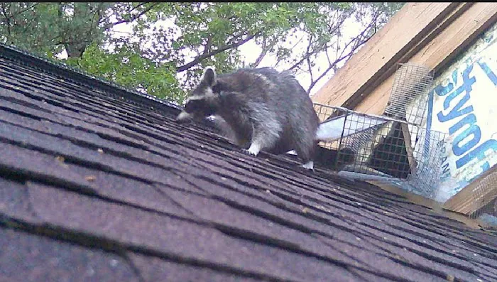 Limitless Wildlife Solutions Picture 1