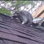 Limitless Wildlife Solutions