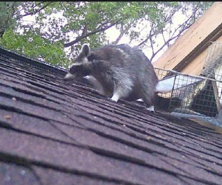 Limitless Wildlife Solutions