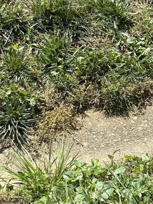 Go-Forth Pest Control Picture 4
