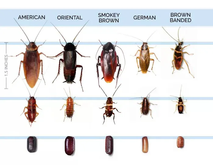 Swift Creek Pest Control Picture 7