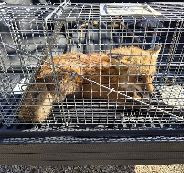 Lewis Pest Control & Wildlife Removal Picture 3
