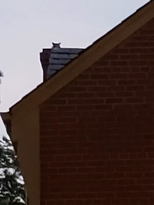 Lewis Pest Control & Wildlife Removal Picture 8
