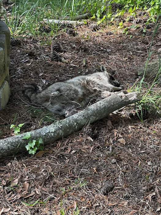 ACME Animal Control Picture 9