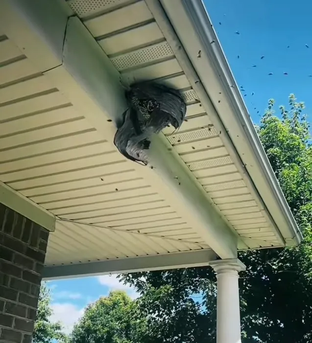 Go-Forth Pest Control Picture 6