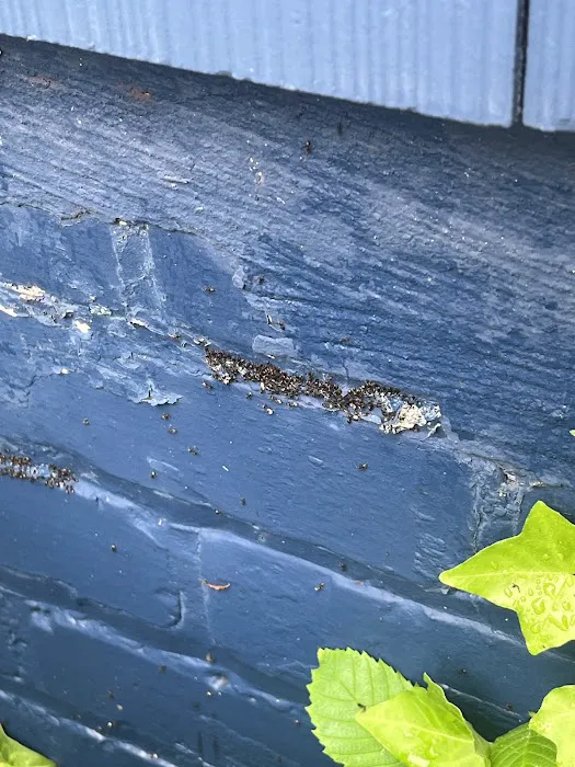 RIDD Pest Control Picture 2
