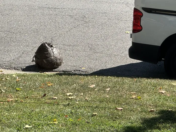 Alta Pest Control Picture 6