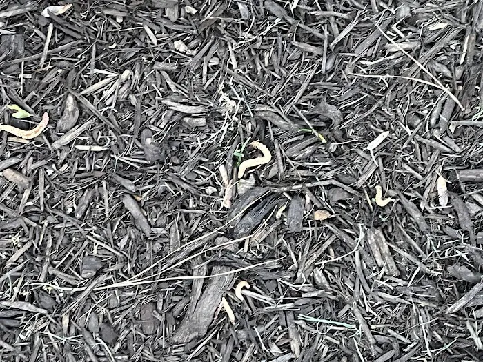 Alta Pest Control Picture 10