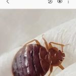 H&J Bed Bug Exterminator