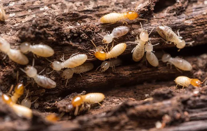 Senate Termite & Pest Control Picture 5
