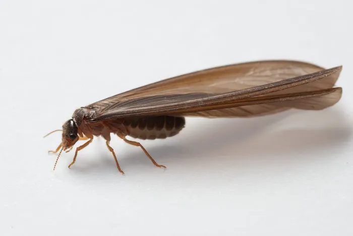 Universal Pest & Termite, Inc. Picture 3