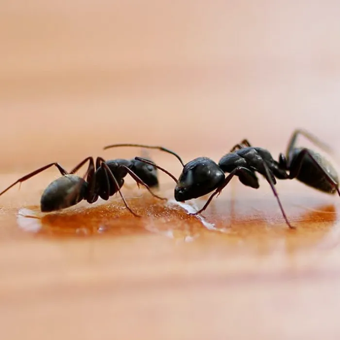 Universal Pest & Termite, Inc. Picture 5