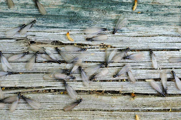 Universal Pest & Termite, Inc. Picture 9