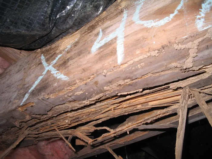 Universal Pest & Termite, Inc. Picture 1