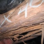 Universal Pest & Termite, Inc.