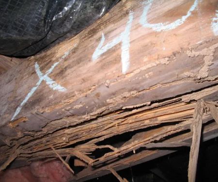 Universal Pest & Termite, Inc.