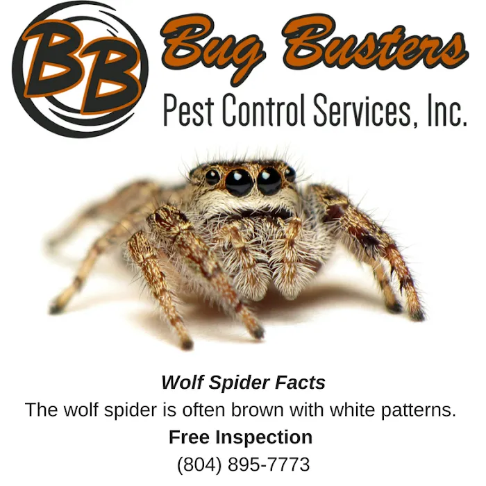 Bug Busters Pest Control Services Picture 3
