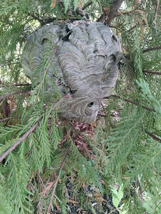 Advanced Termite and Pest Defense LLC Picture 1