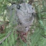 Advanced Termite and Pest Defense LLC