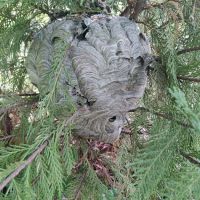 Advanced Termite and Pest Defense LLC ico
