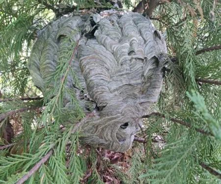 Advanced Termite and Pest Defense LLC