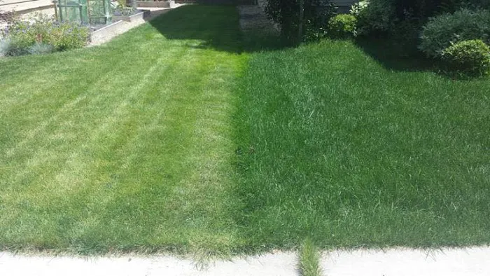 TruGreen Weed Control Of Bangor Picture 3