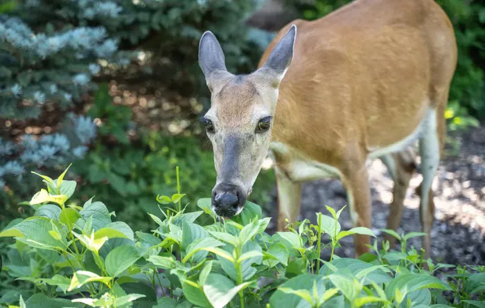 Wildlife Management Services Inc Picture 4