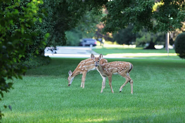 Wildlife Management Services Inc Picture 2