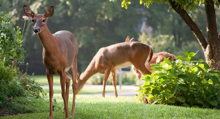 Wildlife Management Services Inc Picture 6