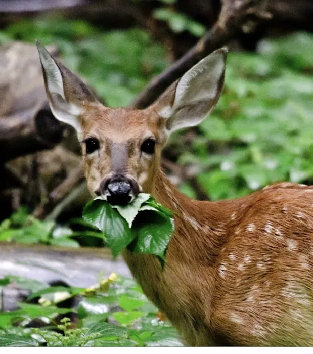 Wildlife Management Services Inc Picture 10